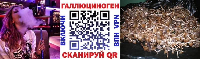 Галлюциногенные грибы Psilocybe  где найти наркотики  Болгар 